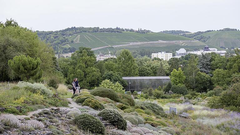 Ausblick auf die Weinberge im Botanischen Garten der Universität Würzburg am Dallenberg.