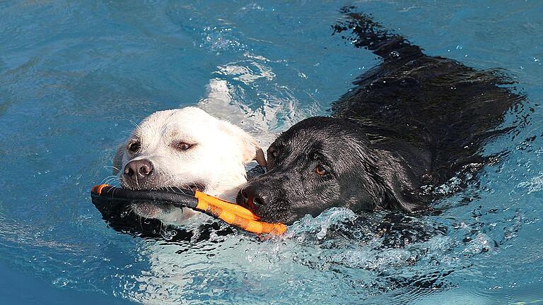 Die Labradorrüden Sam und Eimi fühlen sich sichtlich wohl.