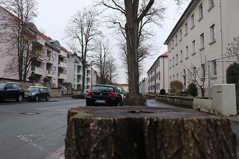 Der alte Baumbestand in der Kitzinger Kanzler-Stürtzel-Straße wird nur dann überleben, wenn der Zielkonflikt zwischen Natur und Verkehr gelöst wird. Der alte Baumbestand in der Kitzinger Kanzler-Stürtzel-Straße wird nur dann überleben, wenn der Zielkonflikt zwischen Natur und Verkehr gelöst wird.
