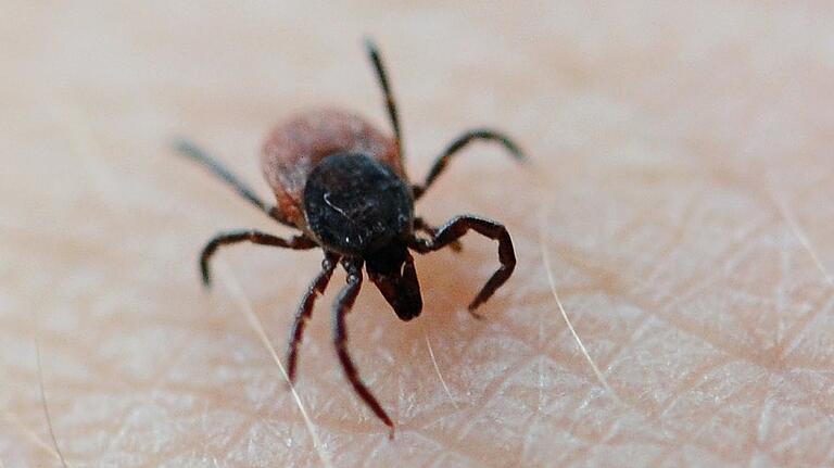 Eine Zecke krabbelt über die Hand eines Mannes. Die Parasiten können gefährliche Krankheitserreger wie das FSME-Virus und Borreliose-Bakterien übertragen. Eine Zecke krabbelt über die Hand eines Mannes. Die Parasiten können gefährliche Krankheitserreger wie das FSME-Virus und Borreliose-Bakterien übertragen.