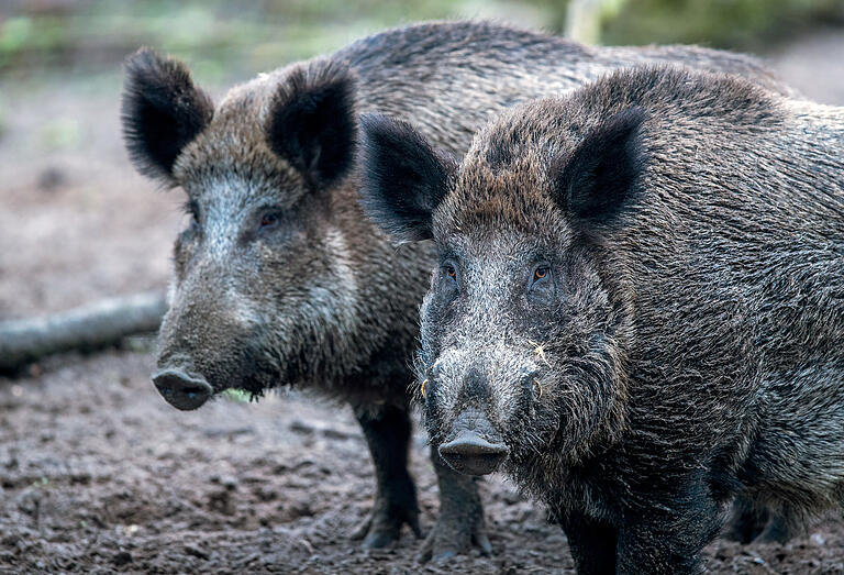 Wildschweine suchen zunehmend in Wohngebieten nach Futter. Dafür dringen sie auch bis ins Würzburger Stadtgebiet vor.