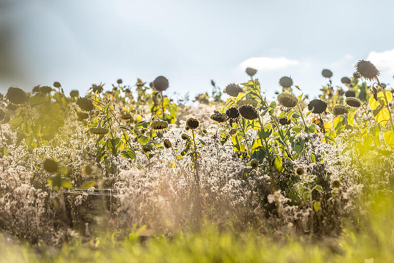 Im vergangenen Sommer fehlte der Regen: Hier ein Feld mit vertrocknenden Sonnenblumen bei&nbsp; Mädelhofen im Landkreis Würzburg.