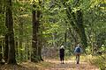 Wird die Sicherung der Waldwege teurer, wenn wegen des Biosphärenreservats mehr Urlauber in den Wäldern unterwegs wären? Diese Frage warf die Marktheidenfelder Forstverwaltung auf.