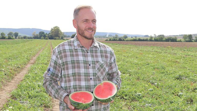 Ende August lassen sich auf dem Biohof Preising in Zellingen noch immer zahlreiche reife Wassermelonen ernten.