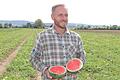 Ende August lassen sich auf dem Biohof Preising in Zellingen noch immer zahlreiche reife Wassermelonen ernten.