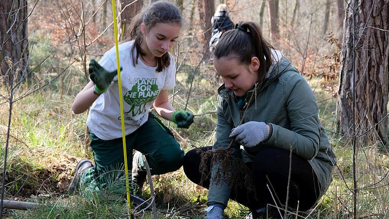 Zwei Schülerinnen aus der Umwelt-AG der St.-Ursula-Schule pflanzen einen von knapp 300 Setzlingen in Sommerhausen.