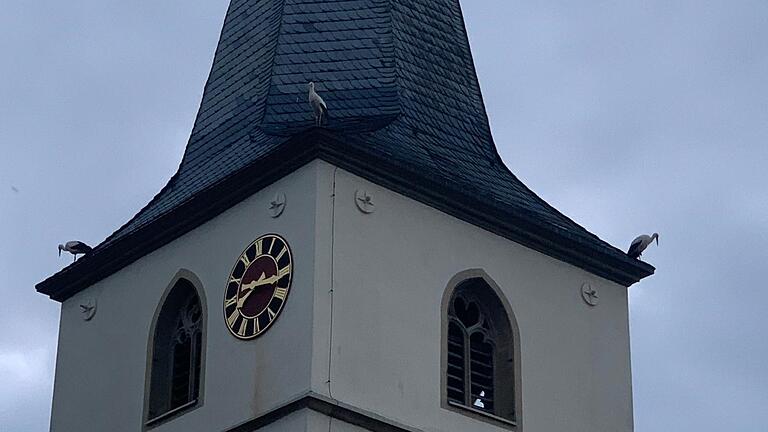 Ein ungewohnter Anblick: Störche auf dem Dach der Wolkshäuser Kirche in Gaukönigshofen.