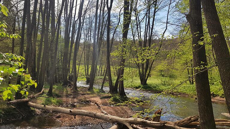 Interessierte Waldbesitzerinnen und Waldbesitzer, die ihren Wald auf den neuesten Stand bringen möchten, können im November und Dezember an kostenlosen Online-Seminaren teilnehmen.  Foto: Katja Sander       -  Interessierte Waldbesitzerinnen und Waldbesitzer, die ihren Wald auf den neuesten Stand bringen möchten, können im November und Dezember an kostenlosen Online-Seminaren teilnehmen.  Foto: Katja Sander