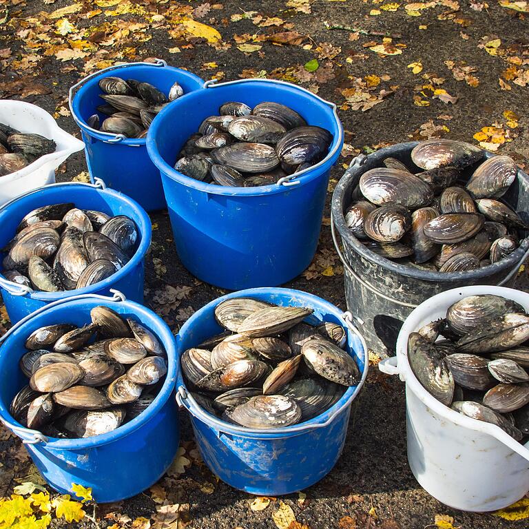 Über 60 000 Muscheln wurden am Ellertshäuser See eingesammelt, gereinigt, vermessen, kartiert und zur Zwischenlagerung in den Vorsee gebracht.