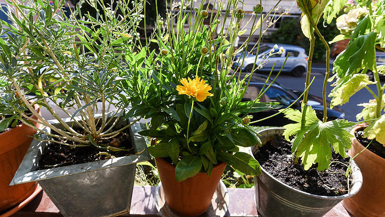 Von allem etwas - egal, ob aus dem Blumenhandel oder auch mal von Feldrain: Auf Barbara Meyers Balkon dürfen sich die Pflanzen etwas wild entwickeln. Thomas Obermeier Von allem etwas - egal, ob aus dem Blumenhandel oder auch mal von Feldrain: Auf Barbara Meyers Balkon dürfen sich die Pflanzen etwas wild entwickeln. Thomas Obermeier