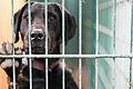 Während des Lockdowns sind zahlreiche Menschen auf den Hund gekommen. Jetzt landen die ersten Corona-Tiere in den Tierheimen.