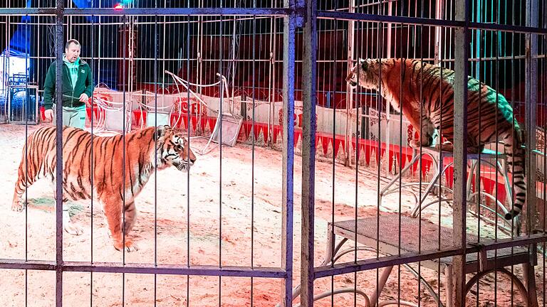 In der Manege stehen die Tigerdamen Sandy und Floyd mit ihrem Dompteur Raphael Markus Korritnig. In der Manege stehen die Tigerdamen Sandy und Floyd mit ihrem Dompteur Raphael Markus Korritnig.