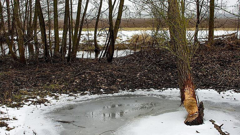 An der Wern baut der Biber. An der Wern baut der Biber.