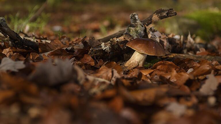 Blick auf einen jungen Steinpilz.