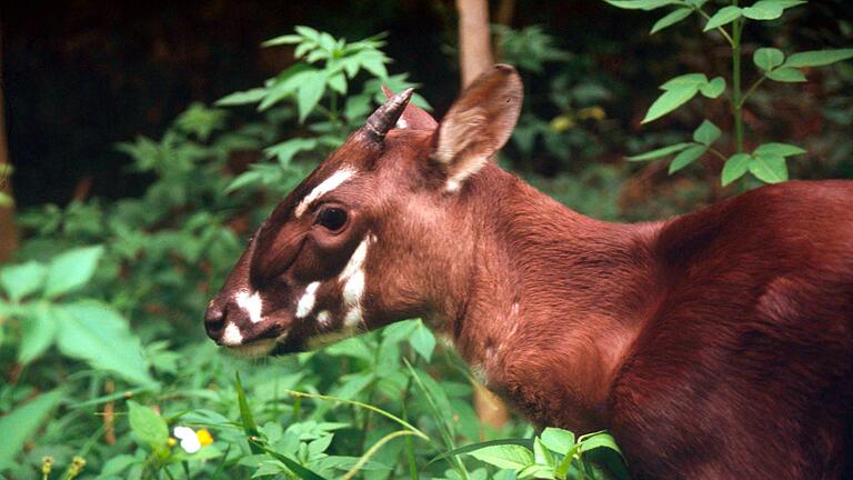 Saola-Waldrind       -  Die seltenen Saolas wurden erst 1992 entdeckt. (Archivbild)