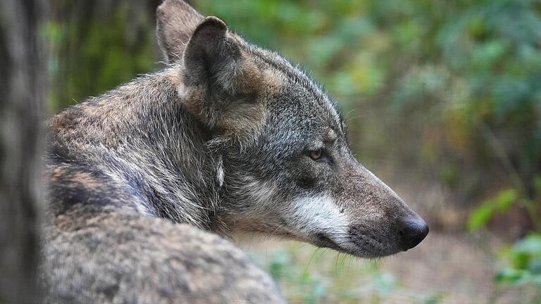 Eine Bad Kissingerin will Anfang Mai angeblich einen Wolf im Stadtgebiet gesehen haben. Eine Bad Kissingerin will Anfang Mai angeblich einen Wolf im Stadtgebiet gesehen haben.