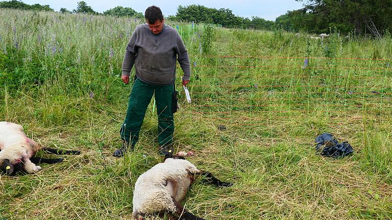 Zwei offensichtlich vom Wolf gerissene Schafe fand Frank Scharbert in der vergangenen Woche auf seiner Weide auf der Hochrhön.