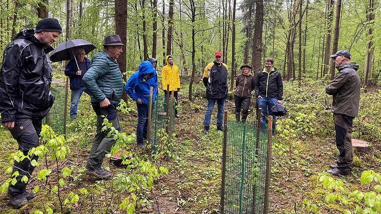 Wo immer zukunftsfähige Bäume von selbst aufgehen, wie hier Speierlinge, oder gezielt gepflanzt werden: Wenn diese nicht vor Verbiss durch Wildtiere geschützt werden, geht es ihnen oft schnell an den Kragen.