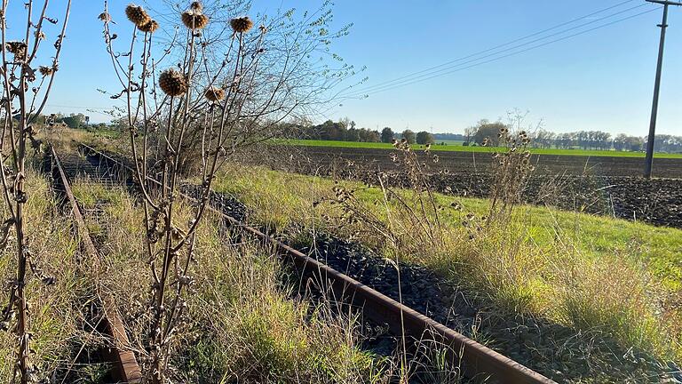 Unkraut wuchert auf und neben der stillgelegten Strecke der Steigerwaldbahn zwischen Sulzheim und Grettstadt. Die Trasse wird auch künftig nicht mehr für den öffentlichen Nahverkehr genutzt.