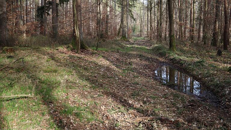 Waldweg im Zellinger Wald mit Wasserstelle, in der sich Grasfrosch und Gelbbauchunke fortpflanzen. Foto Reinhard Fritz