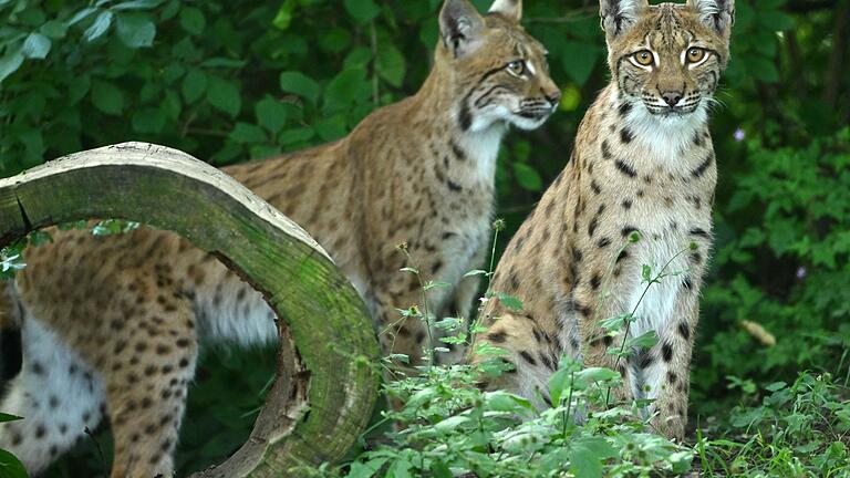 Wildkatzendorf Hütscheroda       -  Im Thüringer Wald sind für ein Artenschutzprojekt erneut Luchse ausgewildert worden. Zwei im Mai dort in die Wildnis entlassene Pinselohren haben sich laut Umweltministerium gut in der neuen Umgebung eingelebt. (Archivbild)