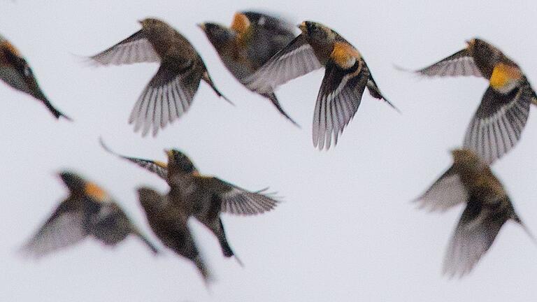 Bergfinken       -  Der Bergfink brütet in Nord- und Osteuropa. Im Winter ist er oft in Bayern zu Gast.