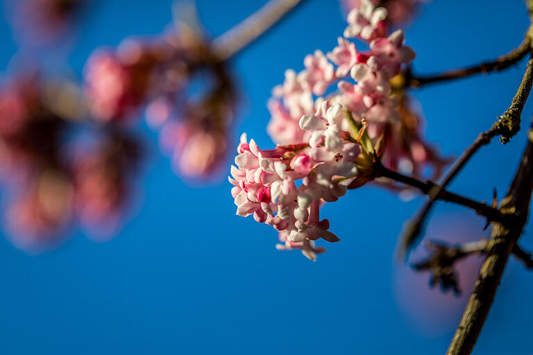 Der Bodnant-Schneeball (Viburnum x bodnantense) blüht. Der Bodnant-Schneeball (Viburnum x bodnantense) blüht.