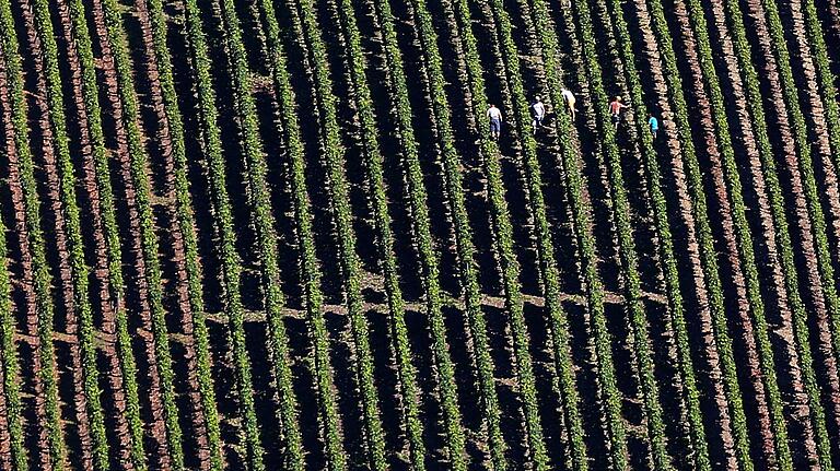 Vor allem die schwer zu bewirtschaftenden Steillagen (im Bild der Escherndorfer Lump) sieht Wein-Fachberater Hermann&nbsp; Mengler in Gefahr, wenn die Winzer nicht genug erwirtschaften könnten.&nbsp;