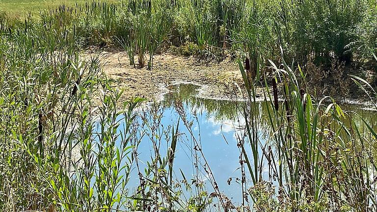 Solche Biotope sind für Wildtiere zur Zeit überlebenswichtig. Hier finden sie noch Nahrung und Wasser.