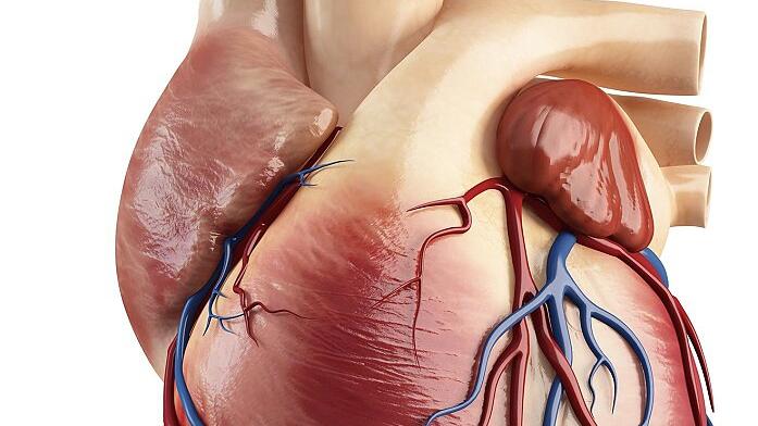 Anatomy of heart interior structure       -  _