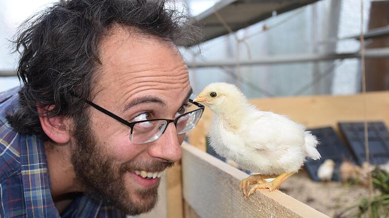 Aufzucht, Haltung und Nutzung von Hühnern in ursprünglicher Form erlebbar machen, das ist Markus Löffler-Willner wichtig. Der Landwirt und Gärtner hat zur Zeit weit mehr als 100 Kükenzu beaufsichtigen. Sie wachsen in einem Gewächshaus in Sennfeld auf. Dieses hier ist schon im Alter von zwei Wochen recht 'flugtauglich' und flattert neugierig auf den Rand der Behausung.