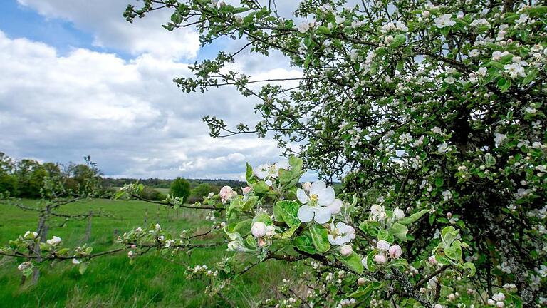 Obstblüte am Brönnhof. Auf dem ehemaligen Truppenübungsplatz müssen die Interessen von Natur und Bewirtschaftern unter einen Hut gebracht werden.