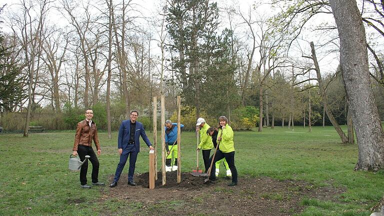 Die Bundnaturschutz-Kreisgruppe spendeten eine Platane und eine Silberlinde für den Würzburger Ringpark.