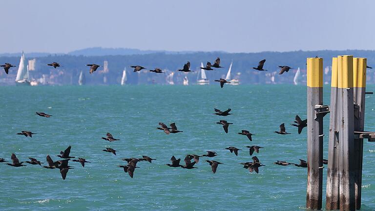 Kormorane       -  Der Kormoran zählt zu den Beutegreifern, die von Fischern besonders gefürchtet sind. (Archivbild)