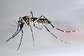 Reisende Dengue-Fieber.jpeg       -  Die Gelbfiebermücke gehört zu den Mücken, die das Dengue-Virus übertragen.