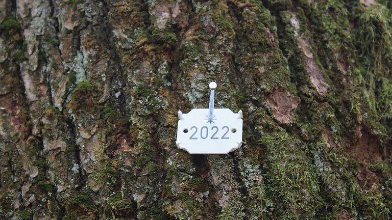 Der Lohrer Stadtwald wird 2022 vermutlich ein noch besseres Ergebnis als 2021 abliefern. Das prognostizierte jetzt Stadtforstchef Michael Neuner in seinem Jahresbericht. Das Bild zeigt eine Plakette an einer als Biotopbaum markierten Eiche im Stadtwald. Der Lohrer Stadtwald wird 2022 vermutlich ein noch besseres Ergebnis als 2021 abliefern. Das prognostizierte jetzt Stadtforstchef Michael Neuner in seinem Jahresbericht. Das Bild zeigt eine Plakette an einer als Biotopbaum markierten Eiche im Stadtwald.