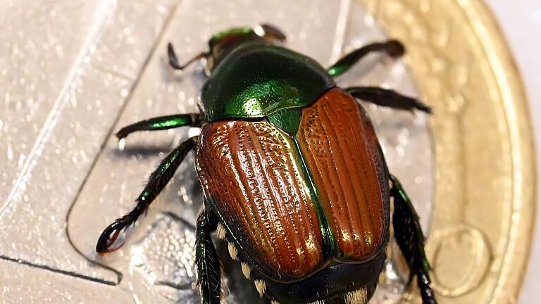 Präparierter Japankäfer (Popillia japonica)       -  Der Japankäfer ist eine invasive Art mit enormem Schadpotenzial. Nun wurden einzelne Tiere in Baden-Württemberg gefunden. (Archivbild)