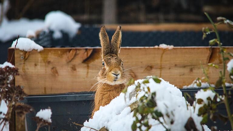 Besuch von einem Langohr in einem verschneiten winterlichen Garten in Knetzgau.