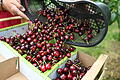 Kirschernte am Bodensee.jpeg       -  Obstbauern verweisen gerne auf das Beispiel Kirschen-Produktion: Diese verlagere sich zusehends ins Nicht-EU-Ausland. In Deutschland habe man schlicht nicht ausreichend Pestizide, um die Ernten zu schützen.
