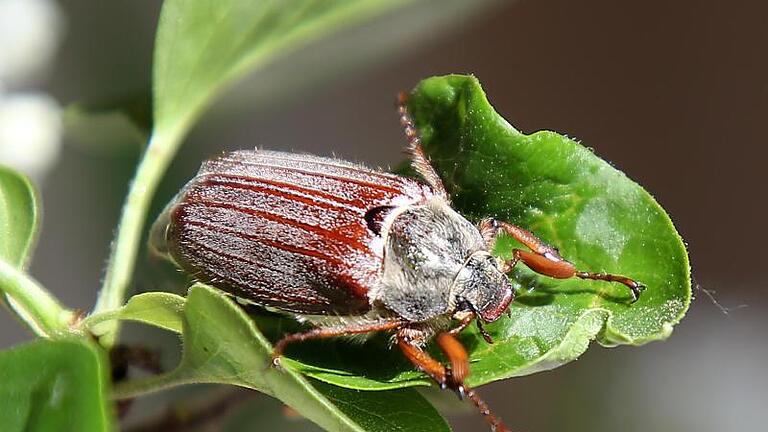 Ein Maikäfer krabbelt an einem Zweig eines Fliederbusches. Die braunen Käfer treten zur Zeit vermehrt auf, dies hat aber laut NABU nichts mit einem Maikäferjahr zu tun. Foto: Wolfgang Kumm/dpa       -  Ein Maikäfer krabbelt am Zweig eines Fliederbusches. Wie unterscheidet er sich vom Junikäfer?