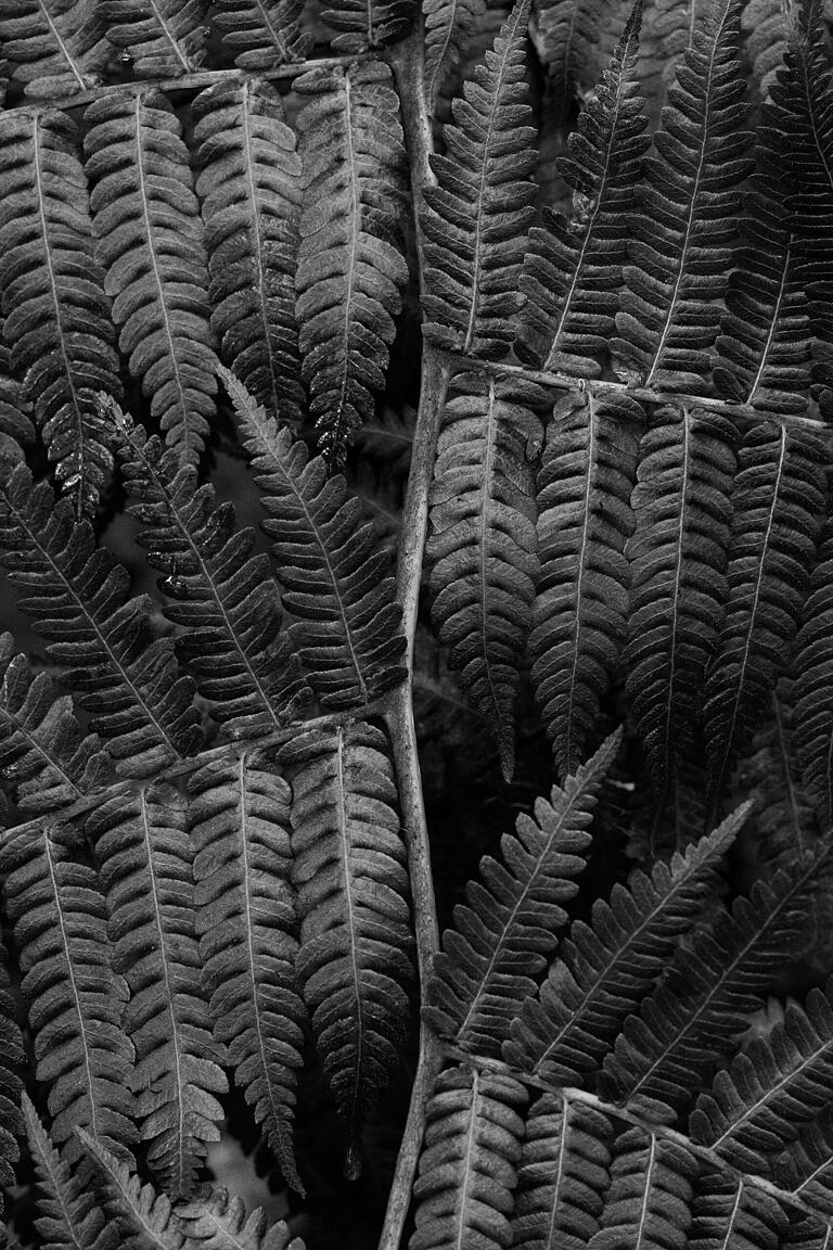 Dicksonia antarctica (Antarktischer Baumfarn)