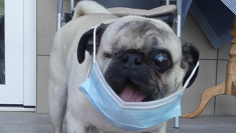 Mops Angelo ist kein Freund von Mundschutz. Mops Angelo ist kein Freund von Mundschutz.