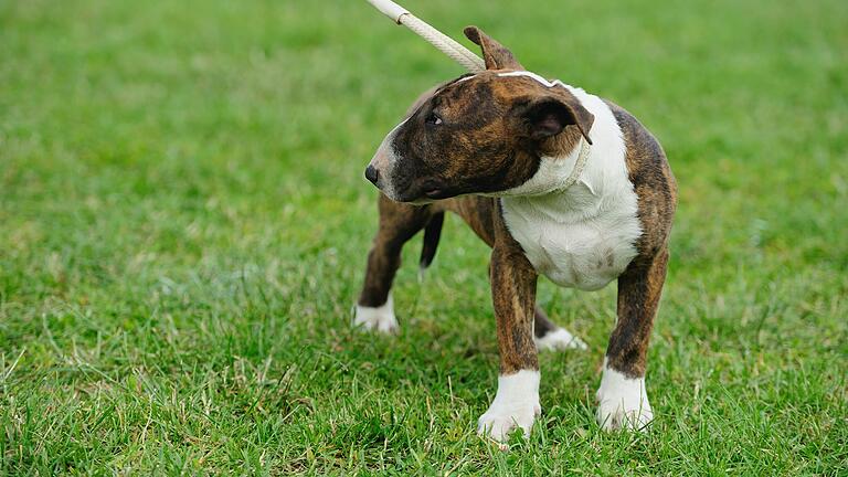 Ein Mini-Bullterrier hat am Samstag einen Jungen in Kitzingen angegriffen. (Symbolbild)