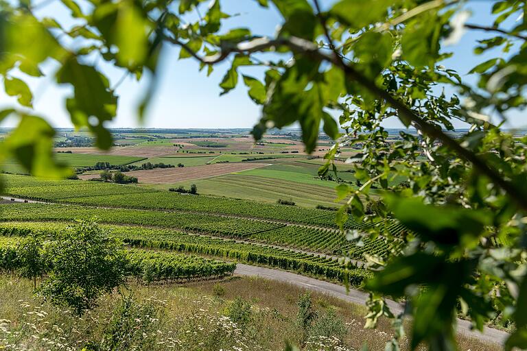 Unterwegs auf dem Rundweg 'Wein mit Weitblick' in Seinsheim (Lkr. Kitzingen): Weites Land, sonnige Weinberge und herrlichen Aussichten - ein guter Grund, sich auf den Weg nach Seinsheim zur Wandertour zu machen. Unterwegs auf dem Rundweg 'Wein mit Weitblick' in Seinsheim (Lkr. Kitzingen): Weites Land, sonnige Weinberge und herrlichen Aussichten - ein guter Grund, sich auf den Weg nach Seinsheim zur Wandertour zu machen.