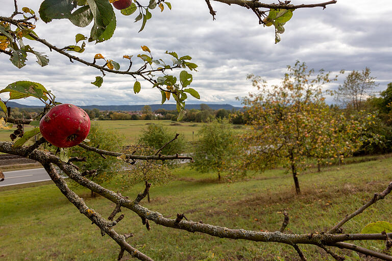 Streuobstwiesen, wie hier bei Obertheres, sind ein Kulturgut. Auch für ihren Erhalt macht sich der Landkreis in seinem Klimaschutzkonzept stark. (Archivbild)&nbsp;