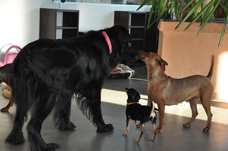 Auf die Sozialisierung der Hunde legt das Tierheim Wert. Auf die Sozialisierung der Hunde legt das Tierheim Wert.
