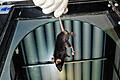 Tierversuche       -  In einem Labor wird eine Maus für einen Tierversuch vorbereitet.