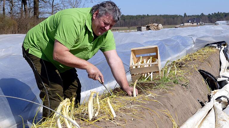 Auf seinen Spargeläckern erntet Jürgen Heilmann den ersten Spargel der neuen Saison.