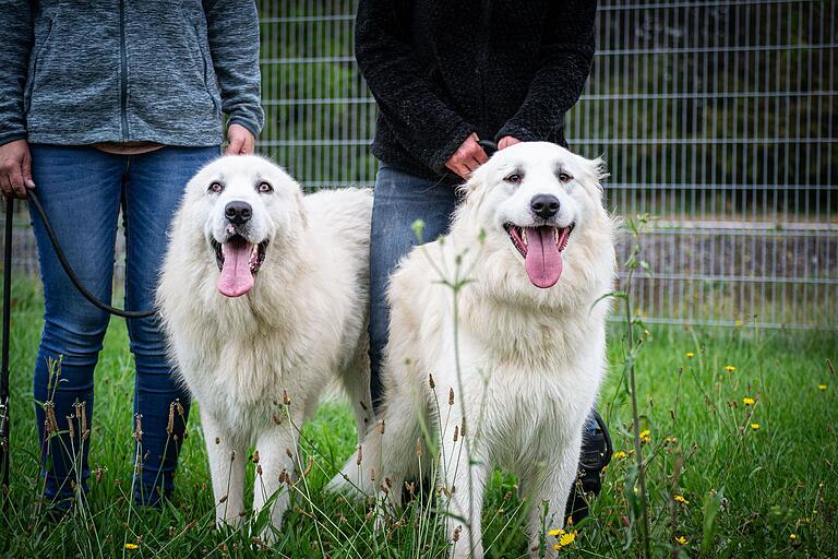 Der Pyrenäenberghund 'Knut' (links) und der Maremmen-Abruzzen-Schäferhund 'Yeti'.