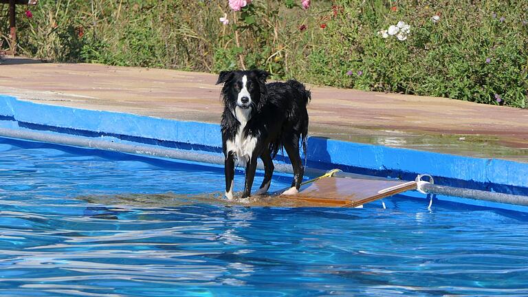 Für das große Schwimmerbecken hat die Wasserwacht extra Einstiegshilfen für die Hunde konstruiert.